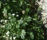род Valeriana