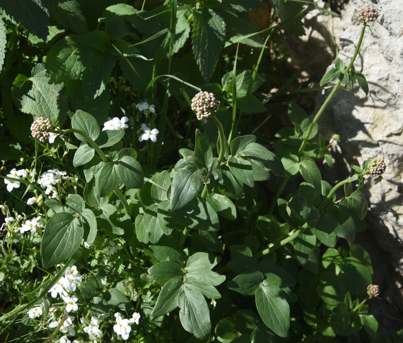 Image of genus Valeriana specimen.