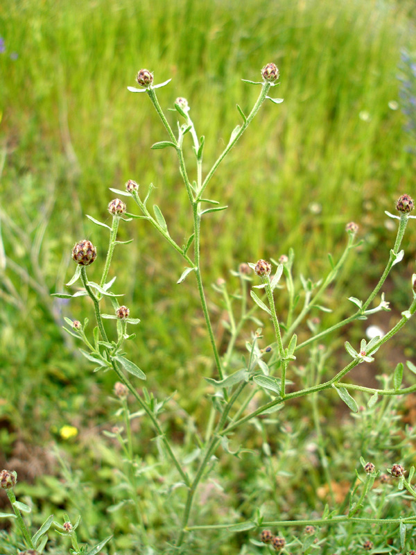 Image of Centaurea biebersteinii specimen.