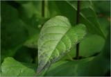 Solanum dulcamara. Лист. Московская обл., Раменский р-н, окр. дер. Хрипань, садовый участок. 08.08.2025.