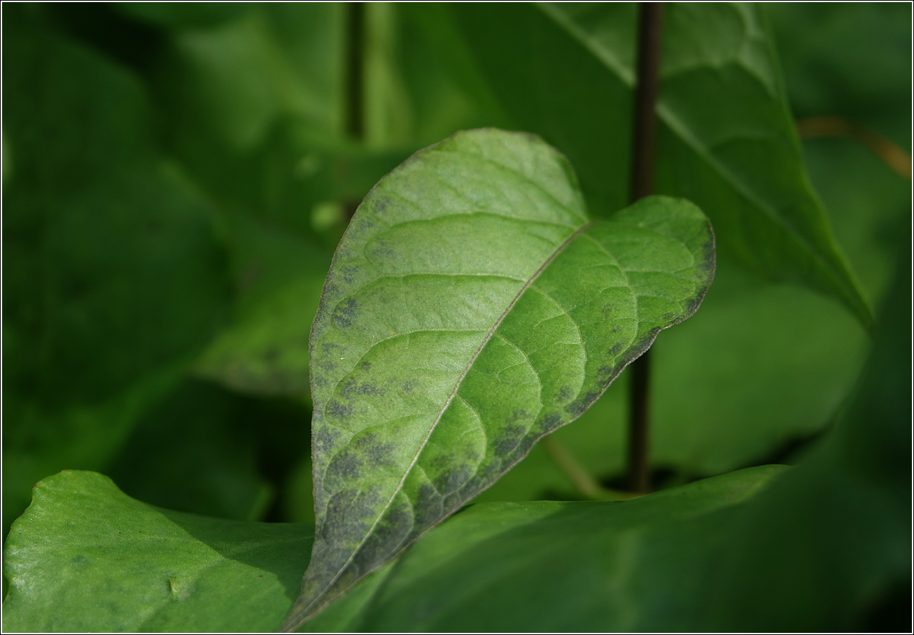 Изображение особи Solanum dulcamara.
