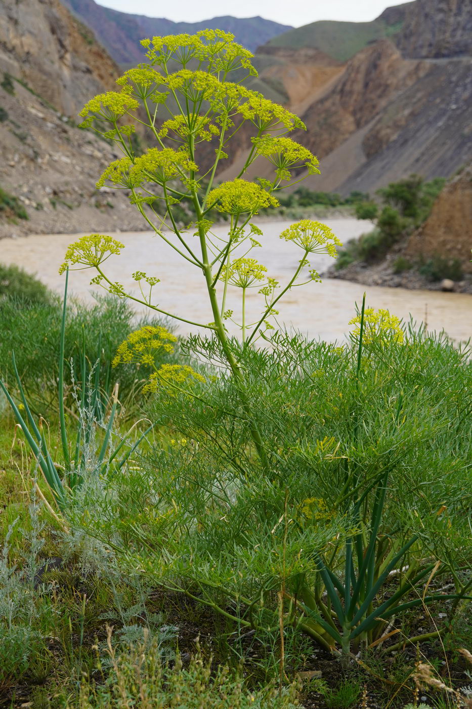 Image of Ferula penninervis specimen.