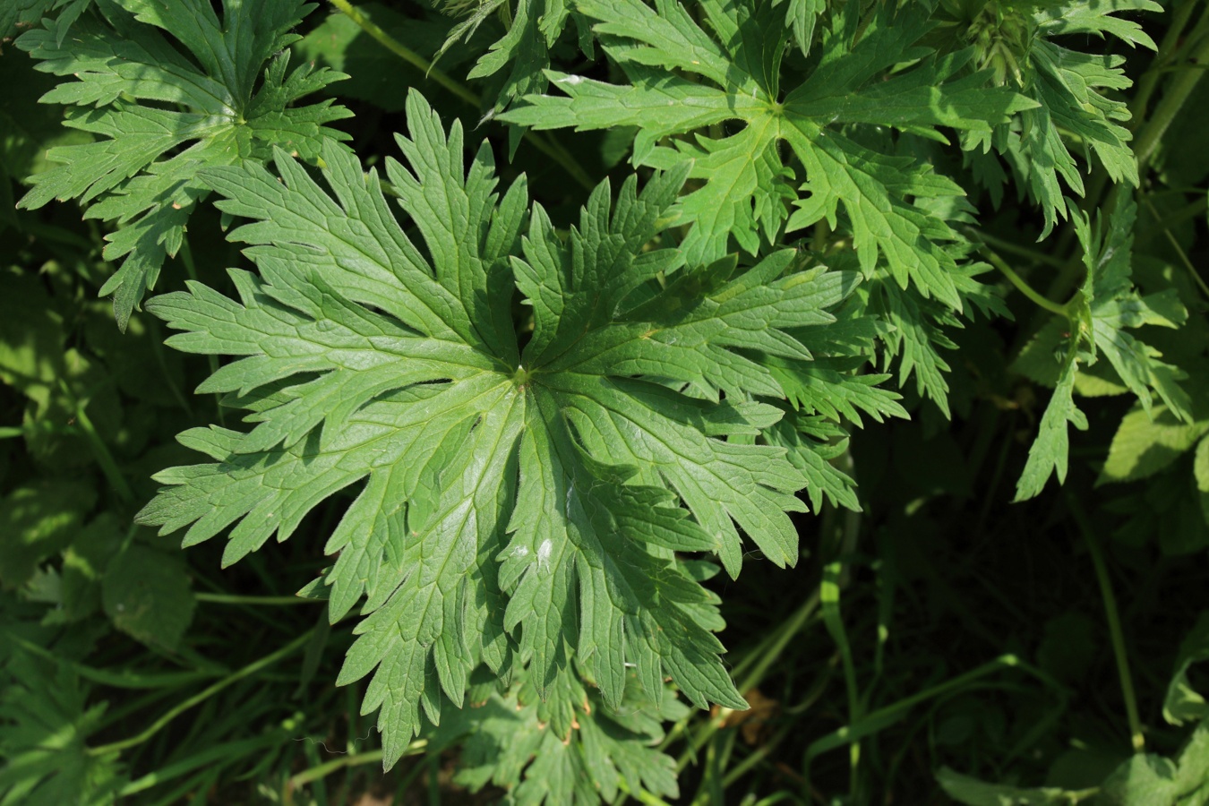 Изображение особи Geranium pratense.
