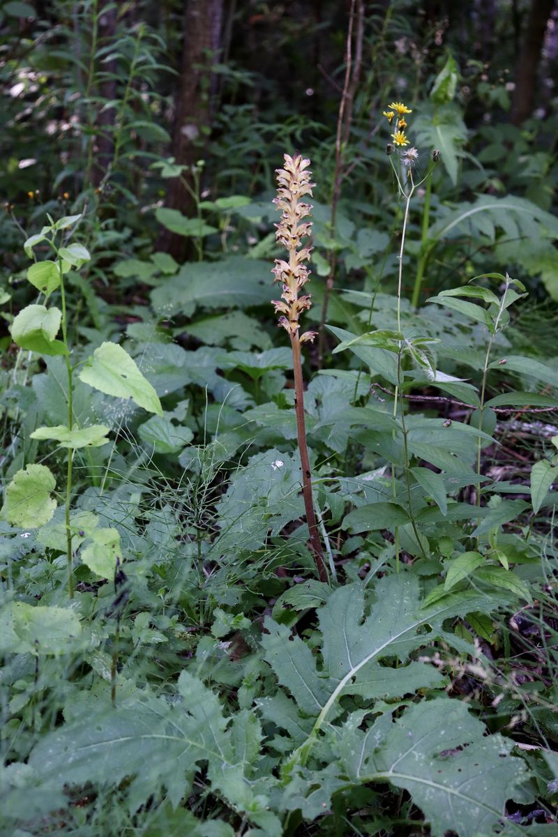 Image of Orobanche pallidiflora specimen.