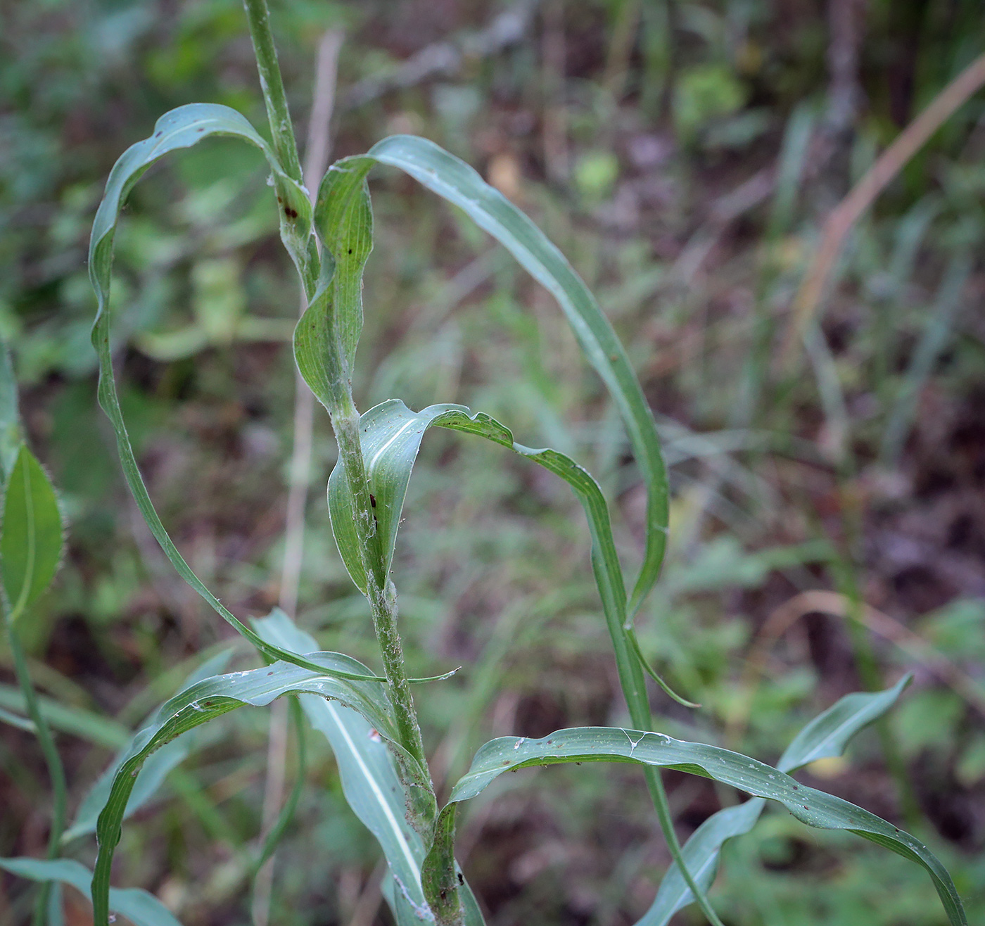 Изображение особи род Tragopogon.