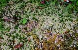 род Sphagnum. Вегетирующие растения в сообществе с другими мхами и Selaginella. Португалия, Азорские о-ва, о-в Сан-Мигел, кальдера вулкана Фурнаш, парк \"Терра-Ноштра\", берег пруда. 13.08.2025.