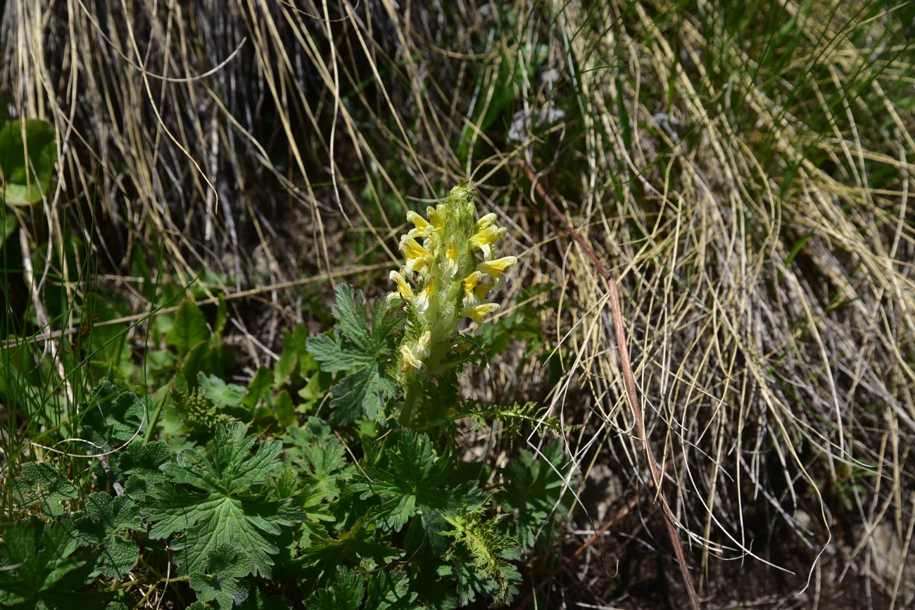 Изображение особи Pedicularis condensata.