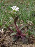 Cerastium pumilum. Цветущее растение. Восточный Крым, Солнечная долина. 5 апреля 2011 г.