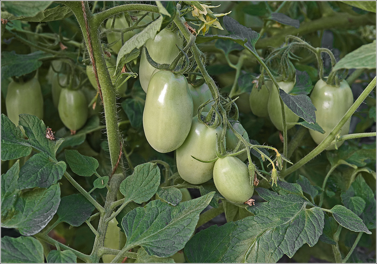 Изображение особи Lycopersicon esculentum.