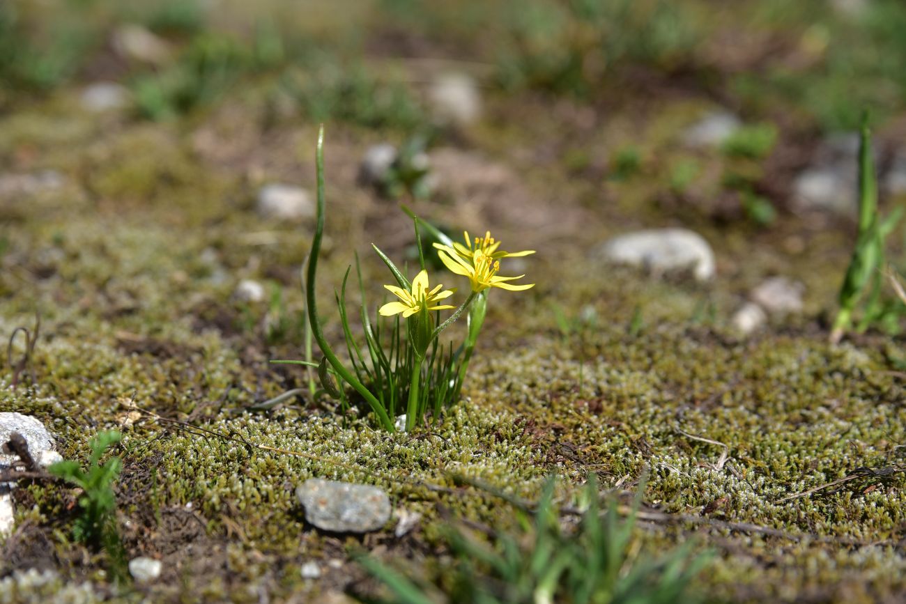 Image of genus Gagea specimen.