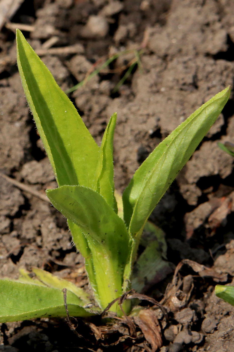 Image of Digitalis grandiflora specimen.
