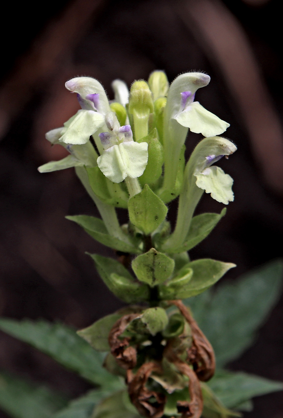 Image of Scutellaria supina specimen.