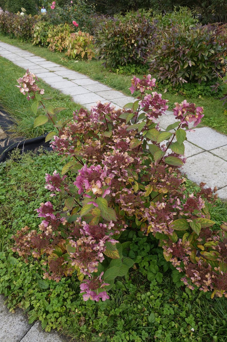 Изображение особи Hydrangea paniculata.