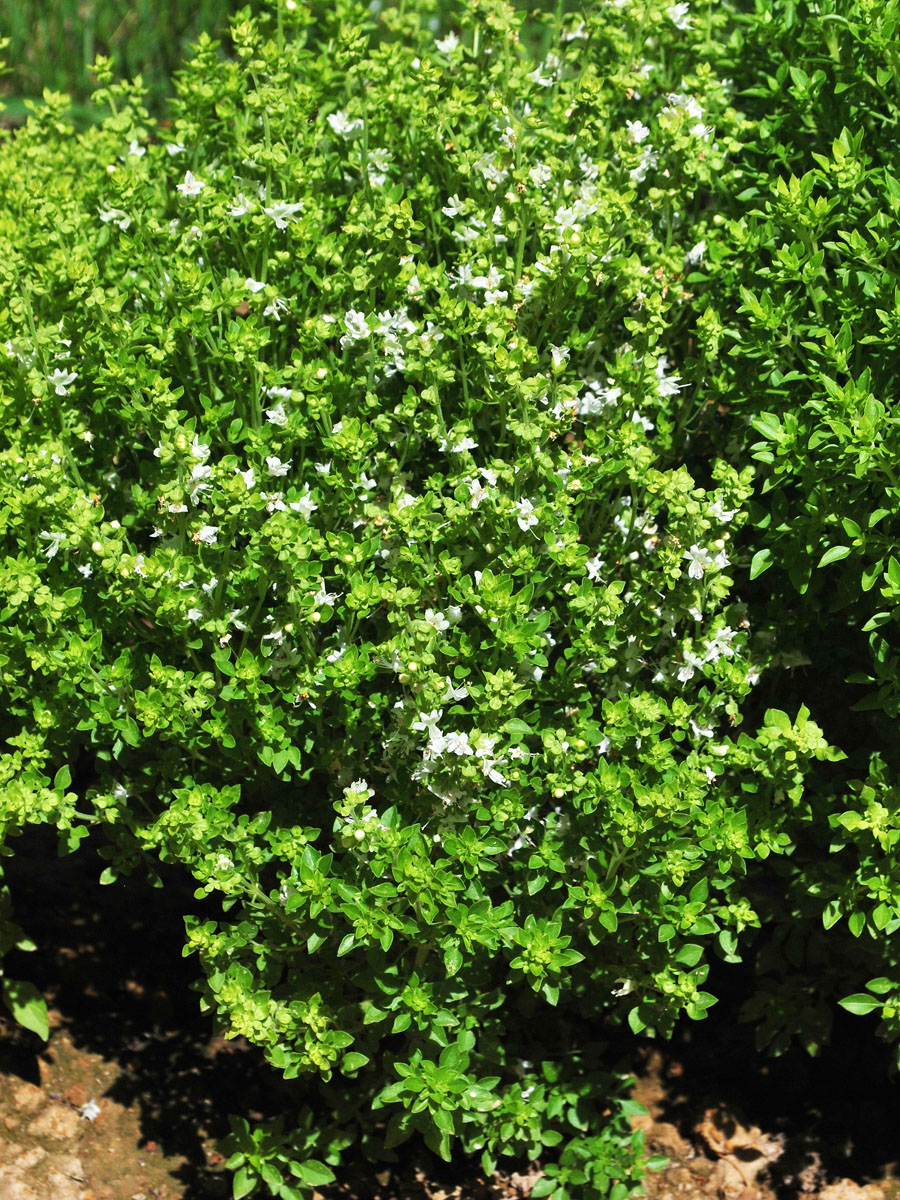 Image of Ocimum basilicum specimen.