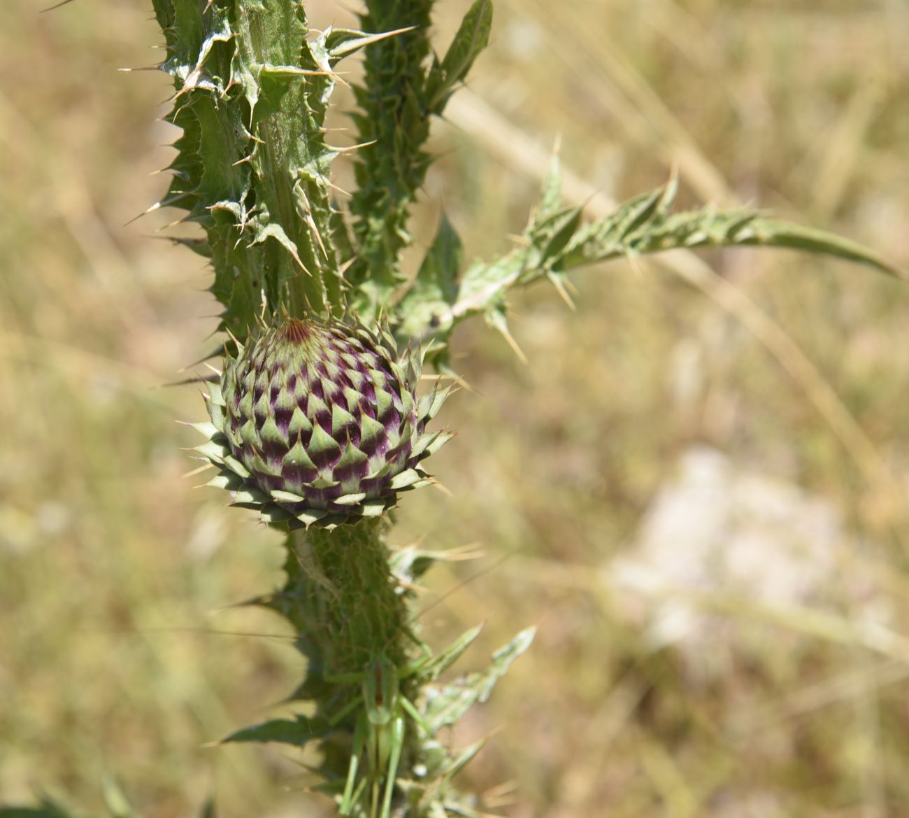 Image of Onopordum carduchorum specimen.
