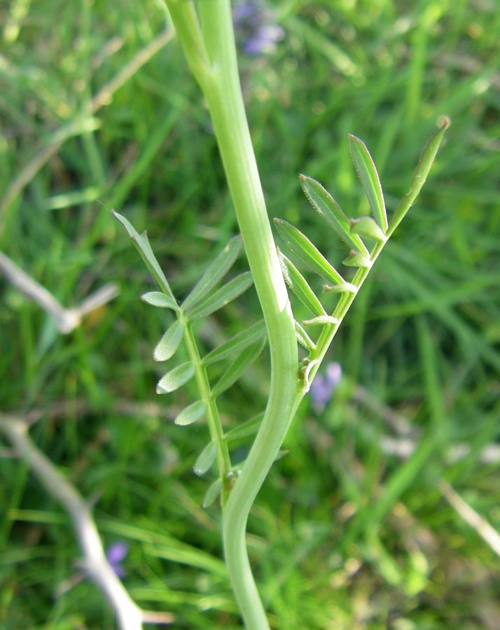 Изображение особи Cardamine pratensis.