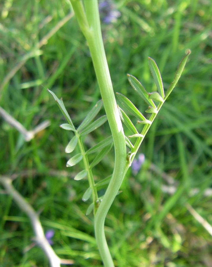 Image of Cardamine pratensis specimen.