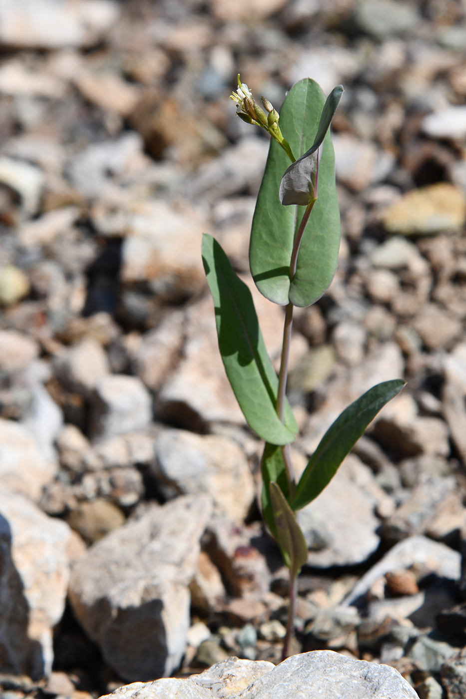 Изображение особи Conringia orientalis.