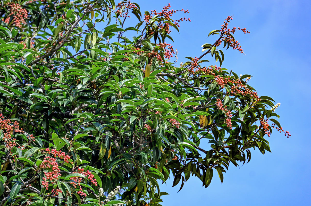 Изображение особи Lauro-cerasus lusitanica.