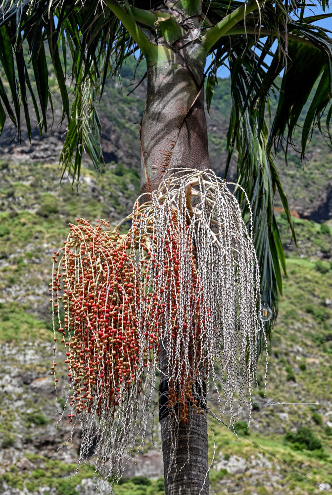 Изображение особи Archontophoenix alexandrae.