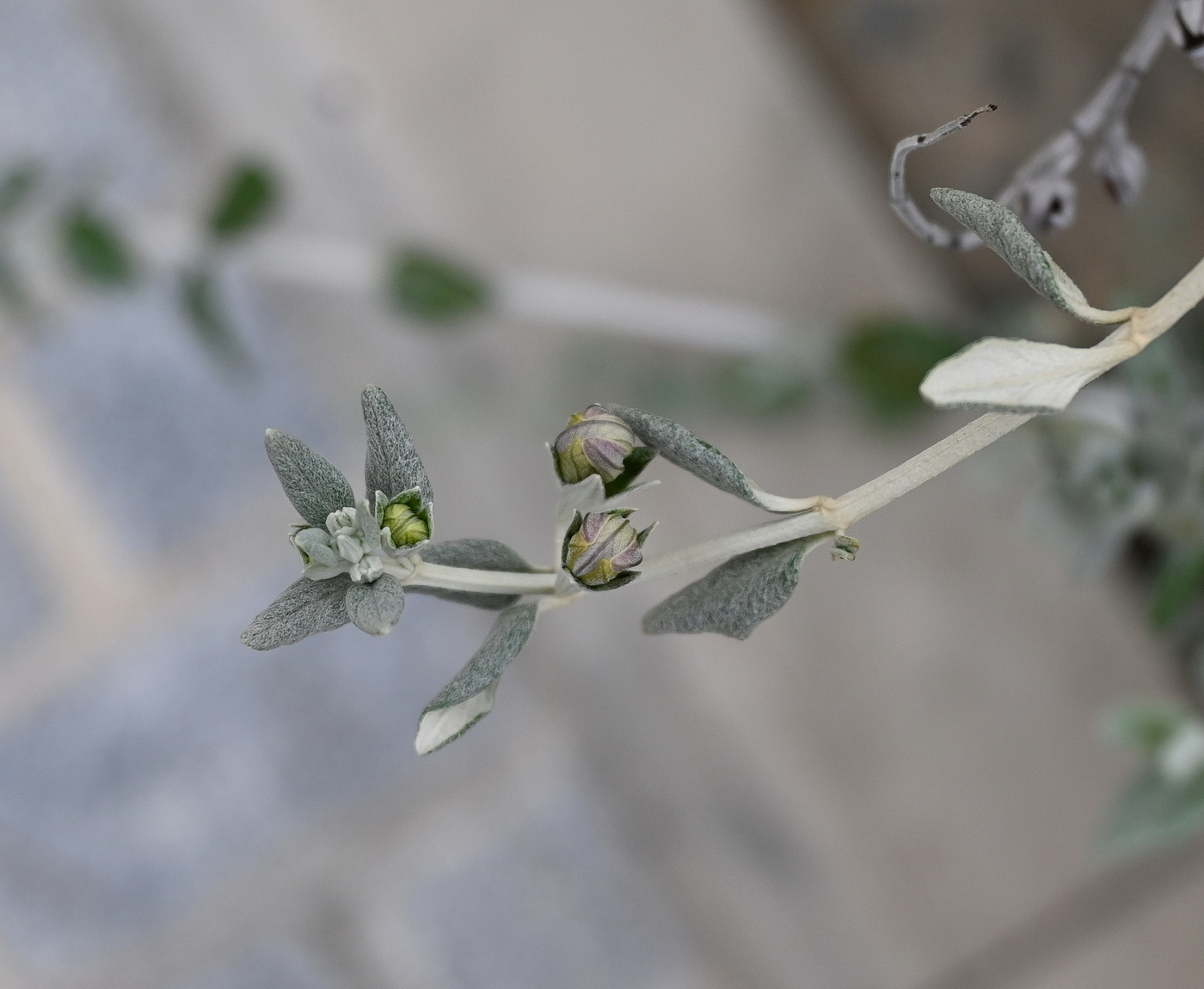 Изображение особи Teucrium fruticans.