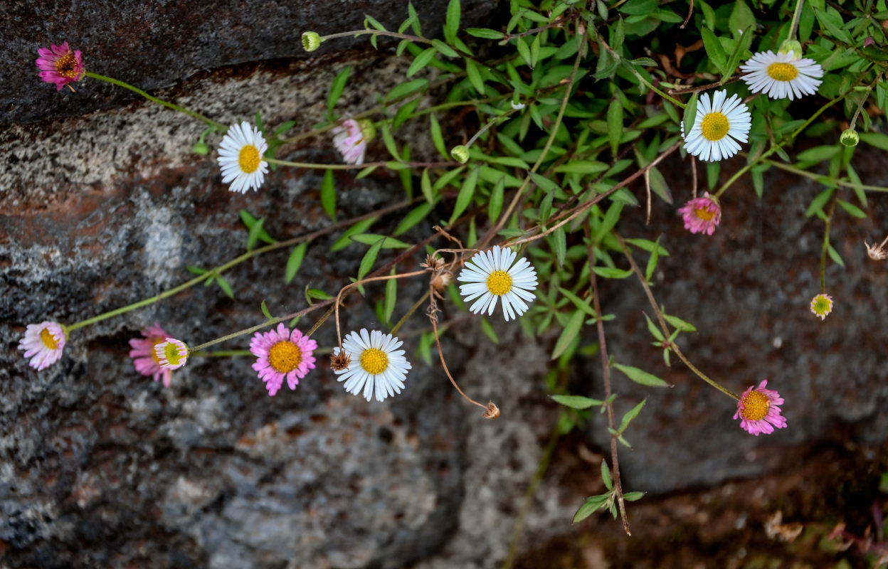 Изображение особи Erigeron karvinskianus.