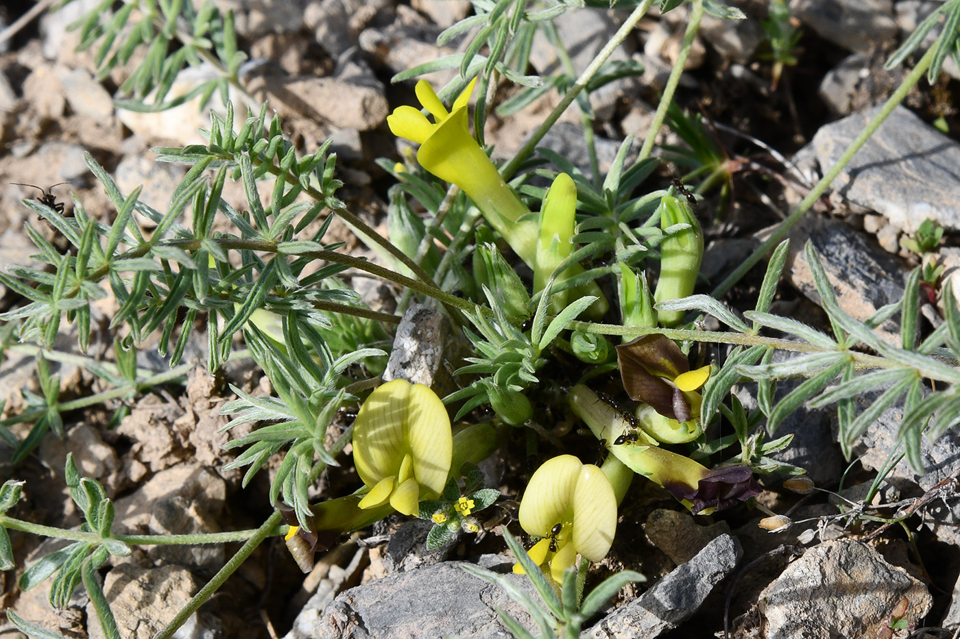 Image of genus Astragalus specimen.