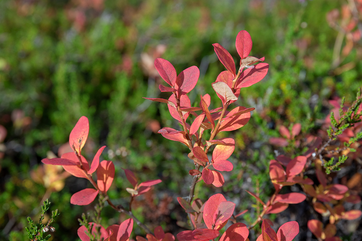 Изображение особи Vaccinium uliginosum.