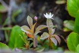 Trientalis arctica. Цветущее и бутонизирующее растения в окружении листьев Bergenia pacifica. Приморский край, Чугуевский р-н, гора Голая, 1500 м., горная тундра. 12.06.2026.