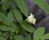 Weigela middendorffiana