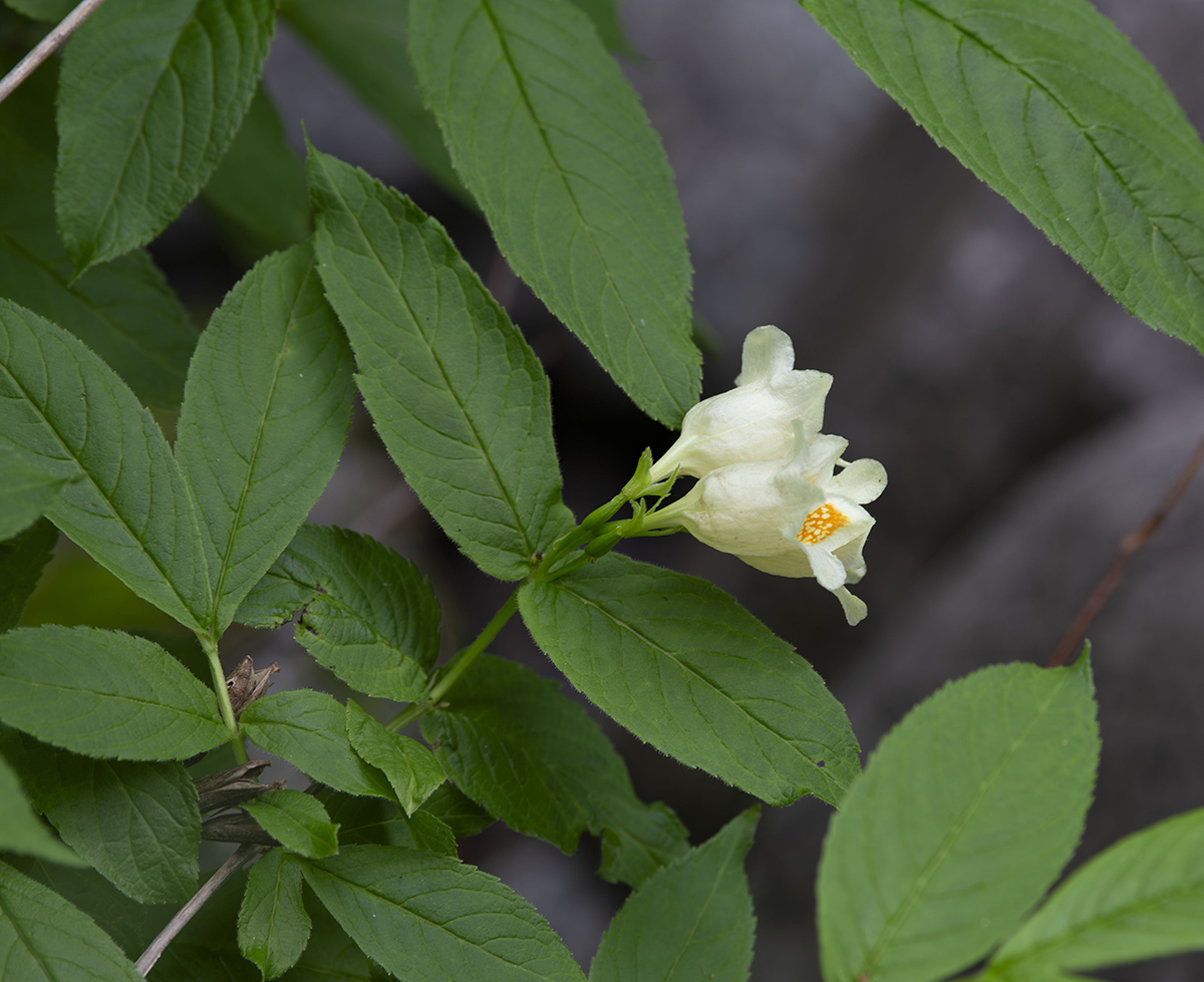 Изображение особи Weigela middendorffiana.