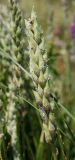 Oxytropis kasakorum. Соплодие. Оренбургская обл., Саракташский р-н, Жёлтинский сельсовет, окр. хут. Султанбаево, луговая степь. 9 июня 2025 г.