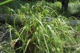 Carex pseudocyperus
