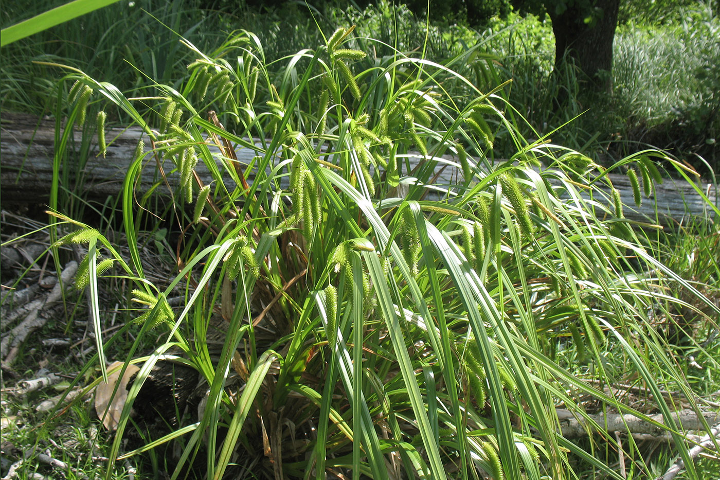 Изображение особи Carex pseudocyperus.