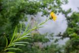Inula ensifolia. Цветущее растение. Карачаево-Черкесская Республика, Урупский р-н, ок. 4 км к востоку от станицы Андрюки, луговой склон. 26.07.2026.