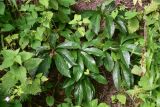 род Helleborus