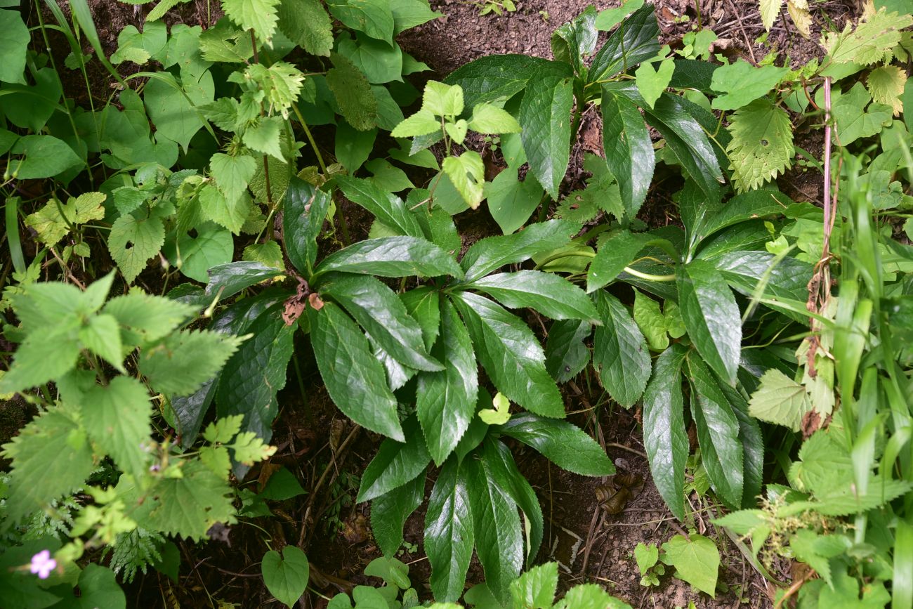 Изображение особи род Helleborus.