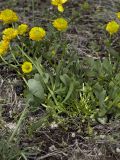 Ranunculus polyrhizos
