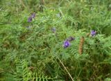 unknown species. Цветущее и плодоносящее растение. Смоленская обл., Вяземский р-н, окр. дер. Савино, луг. 22 августа 2026 г.