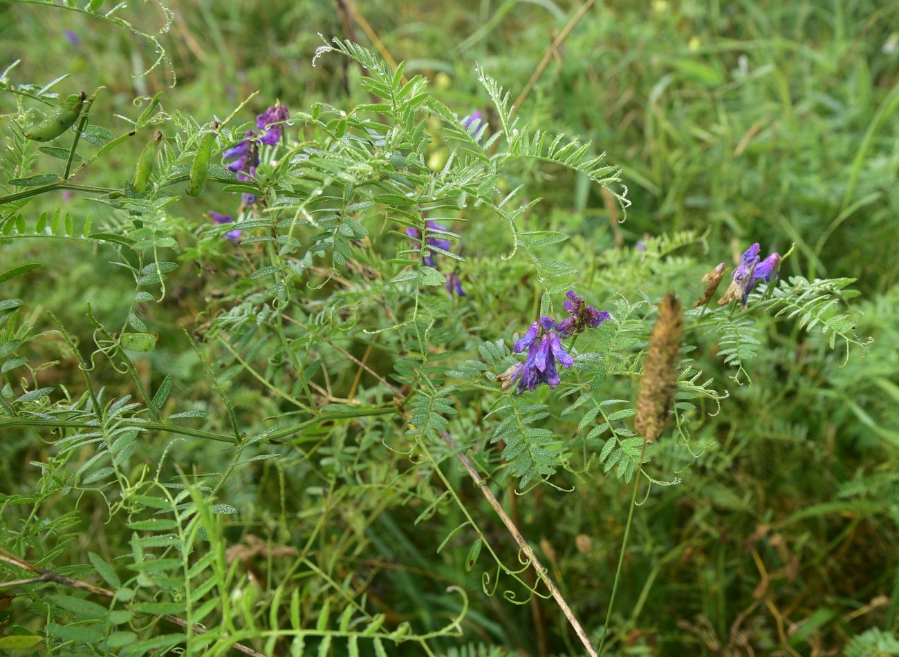 Image of Vicia cracca specimen.