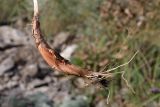 Allium psebaicum. Извлечённая из земли луковица и корневая система. Краснодарский край, м/о г. Новороссийск, Маркотхский хр., Андреевский пер., петрофитная степь. 8 августа 2026 г.