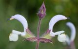 Salvia sclarea