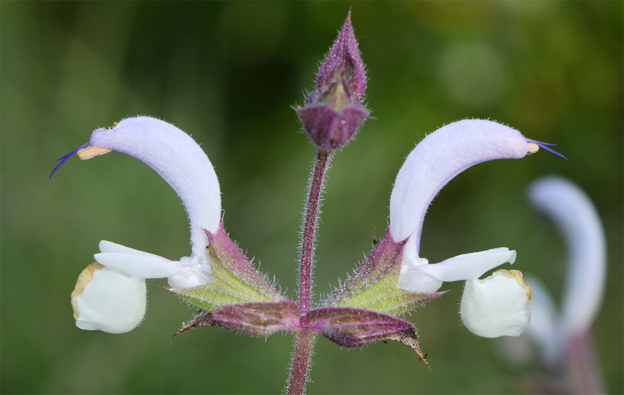 Image of Salvia sclarea specimen.