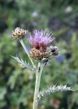 genus Cousinia. Верхушка цветущего и бутонизирующего побега. Кыргызстан, Нарынская обл., Ак-Талинский р-н, 17 км к юго-западу от с. Кош-Дёбё, зап. отроги хр. Джамант-Тоо, выс. ~2500 м н.у.м., разнотравный горный луг. 07.07.2026.