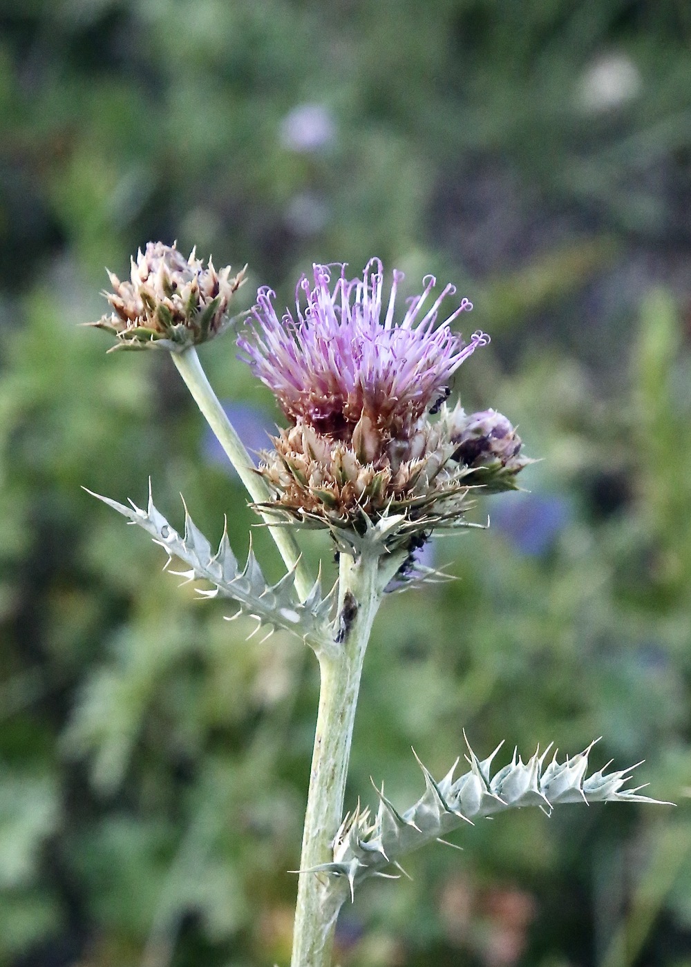 Image of genus Cousinia specimen.