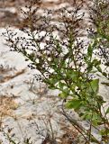 Scrophularia frutescens