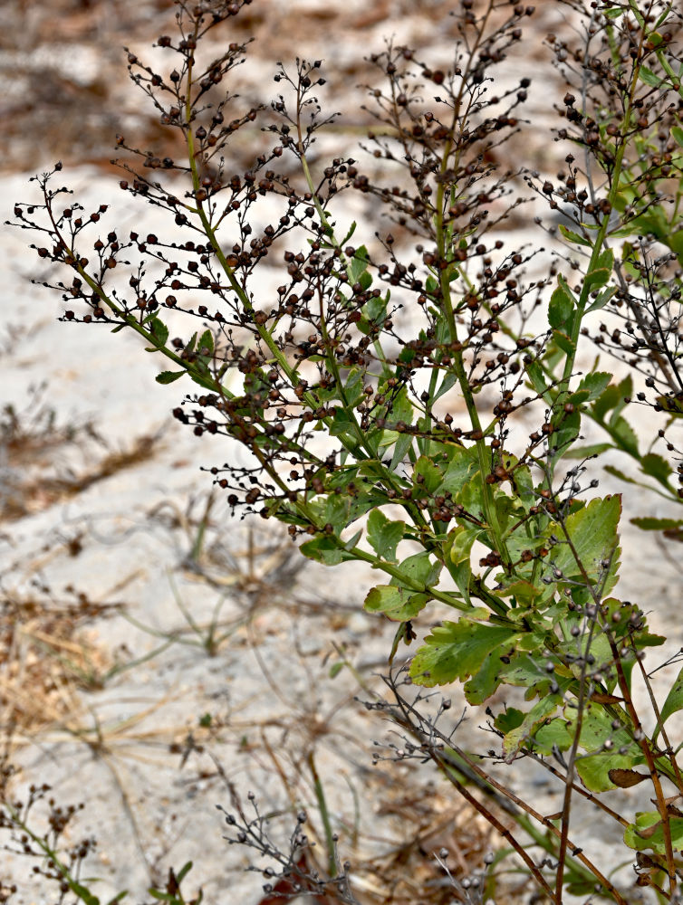 Изображение особи Scrophularia frutescens.