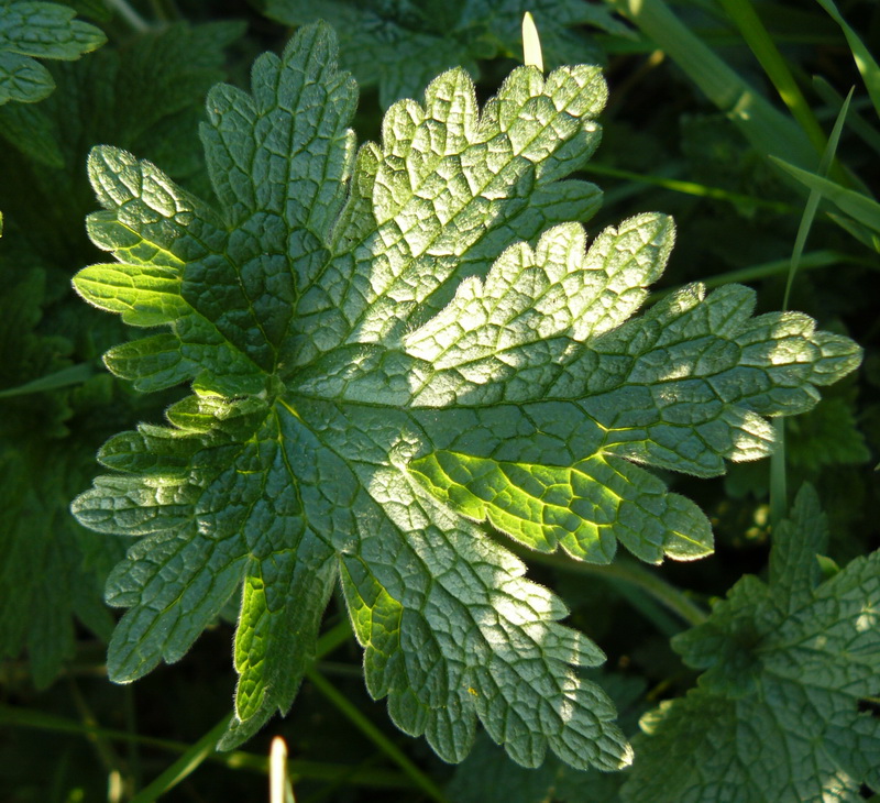 Image of genus Leonurus specimen.