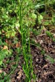 Arabis sagittata