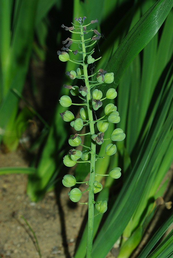 Image of Bellevalia pycnantha specimen.